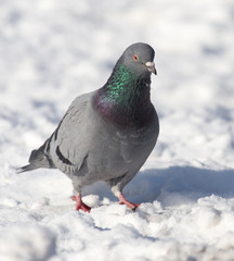 dove in the snow on the nature