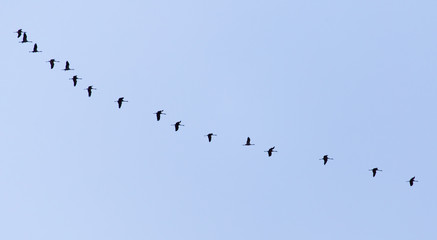 swans on the blue sky in spring