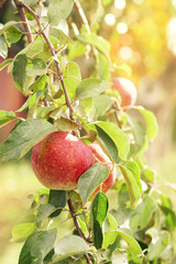 Branch apple tree with ripe apples