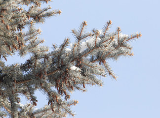 snow on the branches of spruce winter