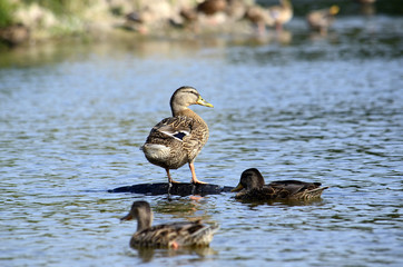 Утки в реке
