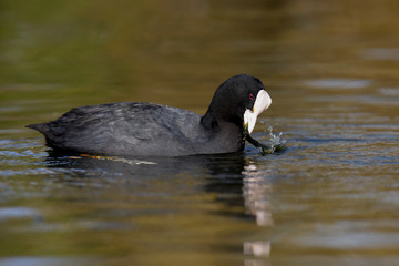 Eurasian Coot, Coot, Fulica atra