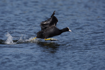 Eurasian Coot, Coot, Fulica atra