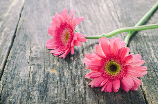 Pink Gerbera daisy flowers on wooden table