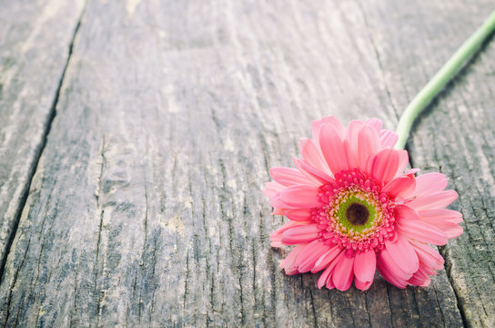 Pink Gerbera daisy flower on wooden table