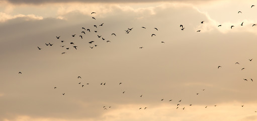 a flock of seagulls in the sky at sunset
