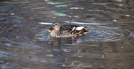 duck in the lake in nature