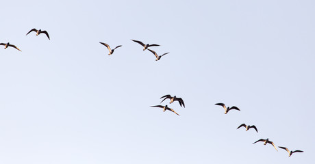 a flock of seagulls in the sky at sunset