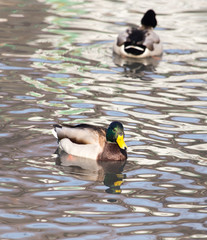 duck in the lake in nature
