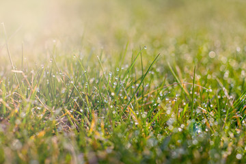 Close up of fresh thick grass with water drops in the early morning. green grass close up. Bright vibrant green grass. Bright vibrant green grass