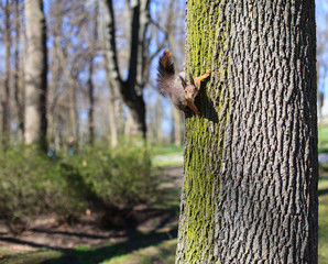 Curious  squirrel peeking behind the tree
