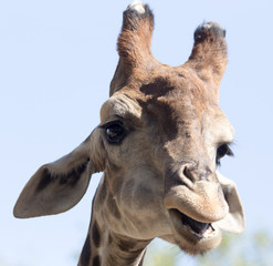 Obraz premium Portrait of a giraffe against the blue sky