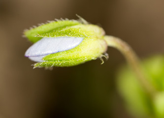 small indoor flower in nature. macro