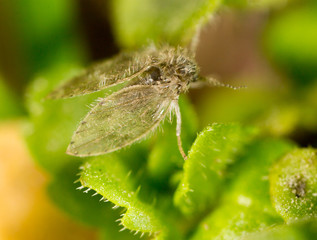 It flies in the grass on the nature. macro