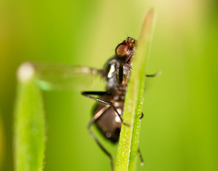 It flies in the grass on the nature. macro