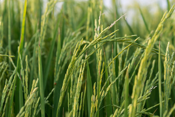 Rice spike in rice field in thailand