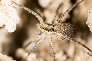spider on the ground outdoors. macro