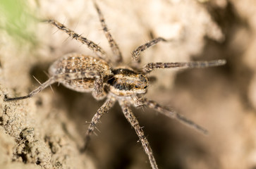 spider on the ground outdoors. macro