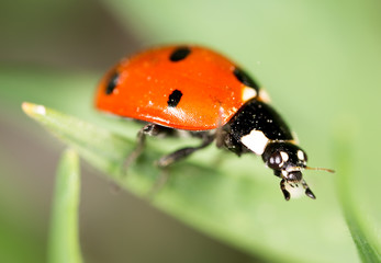 ladybug on grass in nature. macro