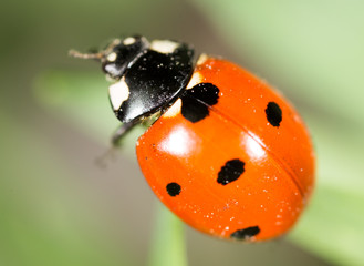 ladybug on grass in nature. macro
