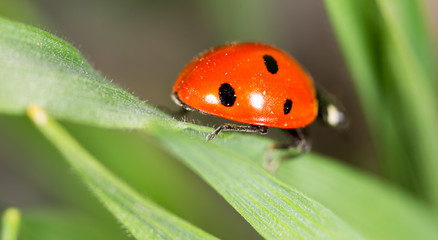 ladybug on grass in nature. macro