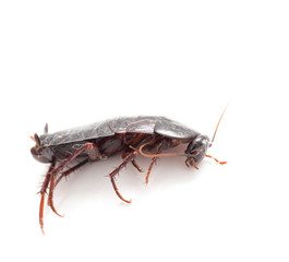 cockroach on a white background