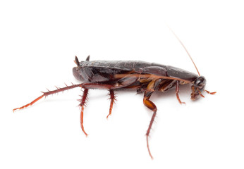 cockroach on a white background