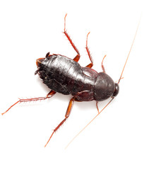 cockroach on a white background