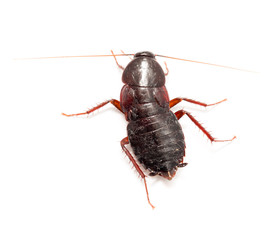 cockroach on a white background