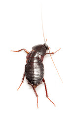 cockroach on a white background