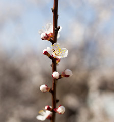 flowers on the tree against the blue sky