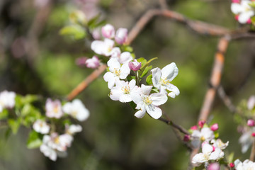 Obraz na płótnie Canvas beautiful flowers on the apple tree in nature