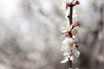 flowers on the tree in nature