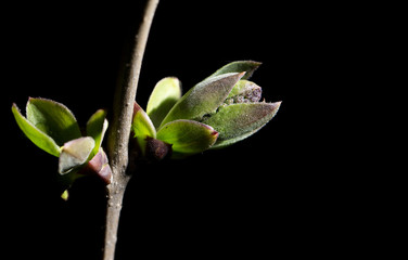 young leaves on a black background. macro