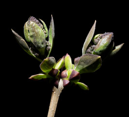 Obraz premium young leaves on a black background. macro