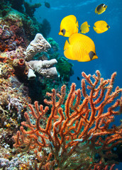 Masked Butterfly Fish on coral reef 