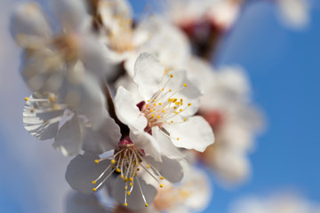 flowers on the tree against the blue sky