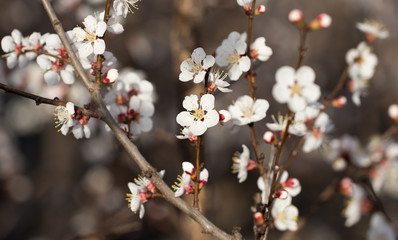 flowers on the tree in nature