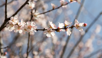 flowers on the tree against the blue sky