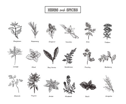 Set of Herbs and spices in sketch style. Vector illustration for
