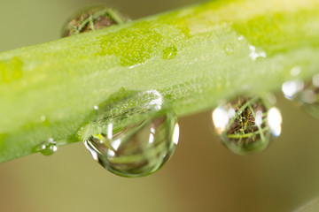 drops of dew on the grass. macro