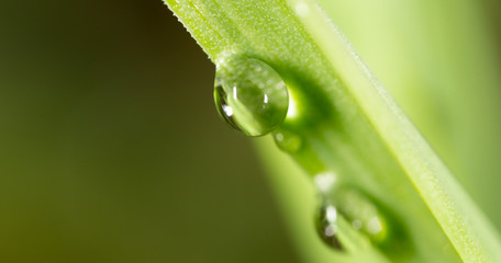 drops of dew on the grass. macro