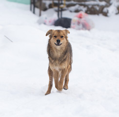 dog running outdoors in winter