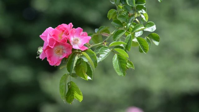 Heckrenrose