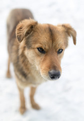 dog portrait outdoors in winter