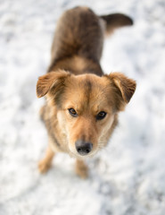 dog portrait outdoors in winter