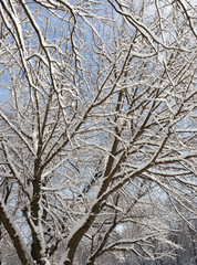 Fototapeta na wymiar Snow on the tree against the blue sky