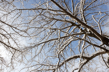 Snow on the tree against the blue sky