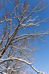 Snow on the tree against the blue sky