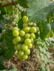 grapes